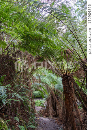 Hiking trail in forest along Cumberland River to Kalimna Falls, Great Ocean Road, Australia 130984866