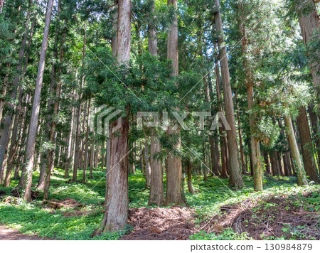 Cedar forest near Shirakawa-go village in rural Japan Cedar forest near Shirakawa-go village in rural Japan 130984879