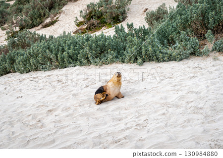 Seals resting on sandy beach at Seal Bay, Kangaroo Island, Australia Seals resting on sandy beach at Seal Bay, Kangaroo Island, Australia 130984880