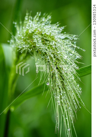 一穗麥穗沾滿晨露 130985314