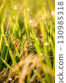 Rice ears shining with morning dew 130985318