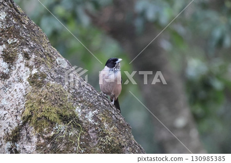 Eurasian Jay (Indian subspecies) 130985385