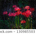 Cluster amaryllis floating in the dark 130985503