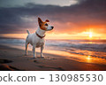 Young Jack Russell Terrier dog on tropical sea sandy evening beach with sunset background 130985530