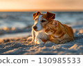 Friendly caresses of cat and dog on sandy seashore close up 130985533