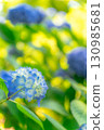 Blue hydrangea 130985681