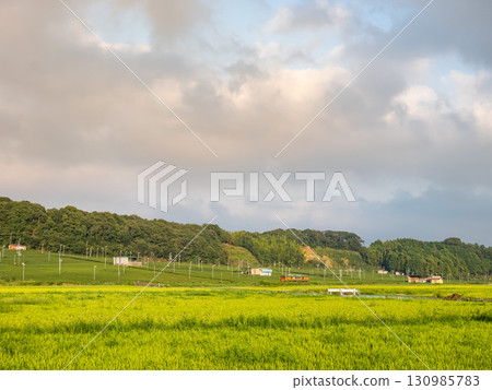 Tenryu Hamanako Railway running with rice fields and tea fields in the background, Tenryu Hamanako Railway running with rice fields and tea fields in the background, 130985783