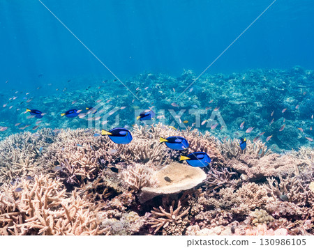 一群藍刺尾魚、藍雀鯛和其他魚類。美麗的珊瑚礁和成群的熱帶魚。沖繩縣島尻郡慶良間諸島座間味島 一群藍刺尾魚、藍雀鯛和其他魚類。美麗的珊瑚礁和成群的熱帶魚。沖繩縣島尻郡慶良間諸島座間味島 130986105