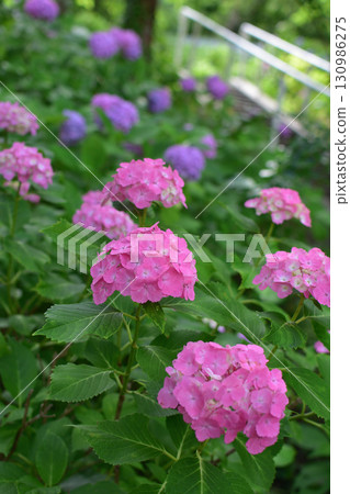 Kanayama Hydrangea Garden Kanayama Hydrangea Garden 130986275