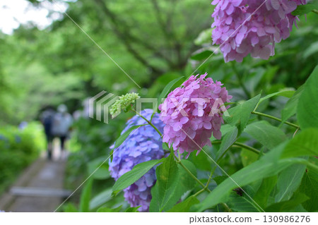 Kanayama Hydrangea Garden Kanayama Hydrangea Garden 130986276