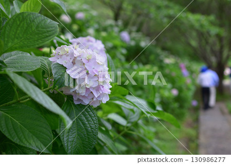 Kanayama Hydrangea Garden Kanayama Hydrangea Garden 130986277
