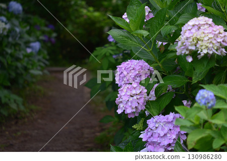 Kanayama Hydrangea Garden 130986280
