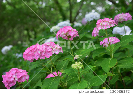 Kanayama Hydrangea Garden 130986372