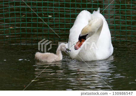 A mother and child swan from Japan University of Economics A mother and child swan from Japan University of Economics 130986547
