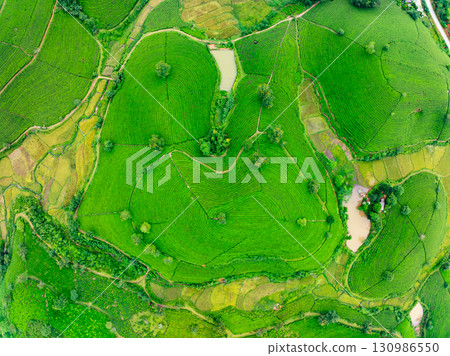High angle view Rows of growing tea plantation at Long Coc mountains, Phu Tho province,Texture of Green tea leaf in northern Vietnam High angle view Rows of growing tea plantation at Long Coc mountains, Phu Tho province,Texture of Green tea leaf in northern Vietnam 130986550
