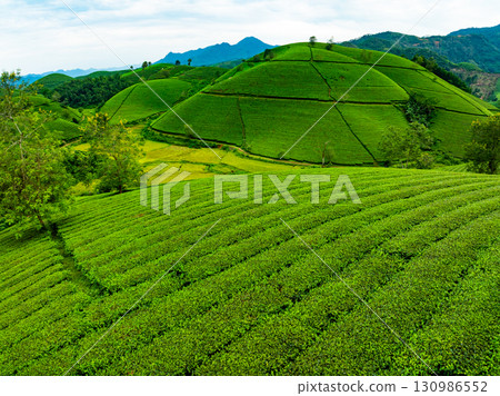 High angle view Rows of growing tea plantation at Long Coc mountains, Phu Tho province,Texture of Green tea leaf in northern Vietnam 130986552