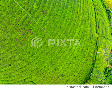 High angle view Rows of growing tea plantation at Long Coc mountains, Phu Tho province,Texture of Green tea leaf in northern Vietnam 130986553