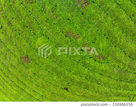 High angle view Rows of growing tea plantation at Long Coc mountains, Phu Tho province,Texture of Green tea leaf in northern Vietnam High angle view Rows of growing tea plantation at Long Coc mountains, Phu Tho province,Texture of Green tea leaf in northern Vietnam 130986556