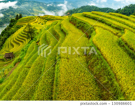 Aerial top view Rice fields on terrace northern Vietnam, Rice fields prepare the harvest at northwest vietnam,Wide angle view Aerial top view Rice fields on terrace northern Vietnam, Rice fields prepare the harvest at northwest vietnam,Wide angle view 130986601