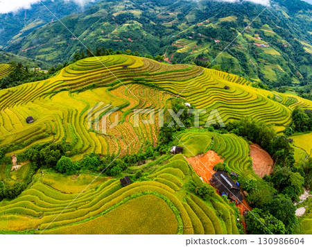 Aerial top view Rice fields on terrace northern Vietnam, Rice fields prepare the harvest at northwest vietnam,Wide angle view Aerial top view Rice fields on terrace northern Vietnam, Rice fields prepare the harvest at northwest vietnam,Wide angle view 130986604