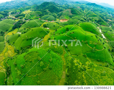 High angle view Rows of growing tea plantation at Long Coc mountains, Phu Tho province,Texture of Green tea leaf in northern Vietnam High angle view Rows of growing tea plantation at Long Coc mountains, Phu Tho province,Texture of Green tea leaf in northern Vietnam 130986621