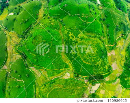 High angle view Rows of growing tea plantation at Long Coc mountains, Phu Tho province,Texture of Green tea leaf in northern Vietnam 130986625