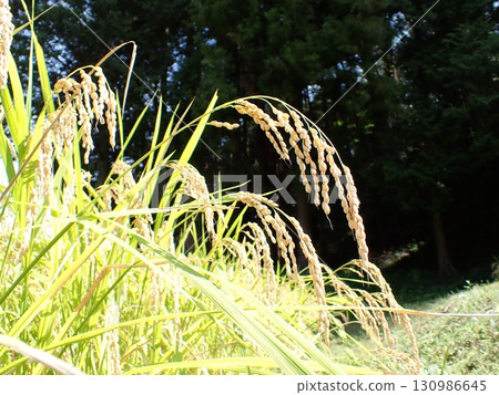 Rice ears ripened in a rice field on the edge of the forest 130986645