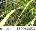 兩隻蝗蟲在水稻植株上面對面_焦點集中在前景的蝗蟲上 130986658