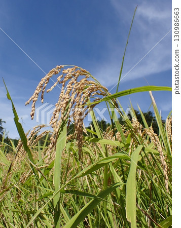 藍天和成熟的稻穗_垂直 130986663