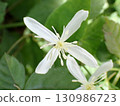 陰涼處盛開的鐵線蓮花的特寫 130986723