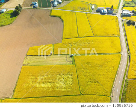 北海道阿佐部町秋季稻米收割的鳥瞰圖 130986736