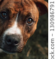 Close-up Portrait of a Brown and White Dog 130986791