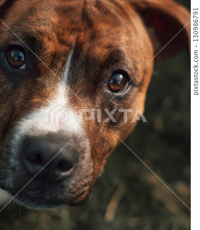 Close-up Portrait of a Brown and White Dog 130986791