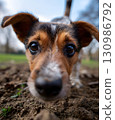 Close-up of a Jack Russell Terrier's Face 130986792