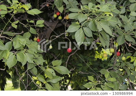 A picture of green fruits with selective focus A picture of green fruits with selective focus 130986994