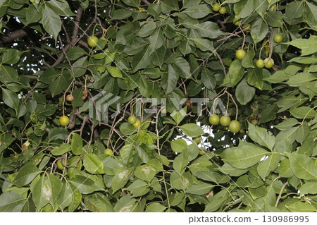 A picture of green fruits with selective focus A picture of green fruits with selective focus 130986995