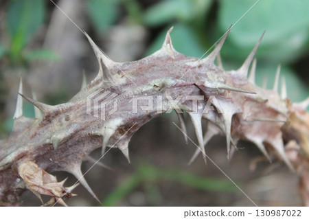 Sharp thorns image with selective focus Sharp thorns image with selective focus 130987022