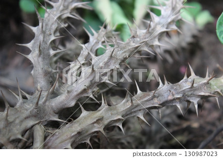 Sharp thorns image with selective focus Sharp thorns image with selective focus 130987023