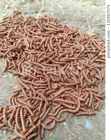 A picture of Millipede animals with selective focus 130987074