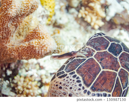 一隻綠海龜頭上長著一隻海蛞蝓。還有潛水員。美麗的珊瑚礁和成群的熱帶魚。沖繩縣島尻郡 130987130