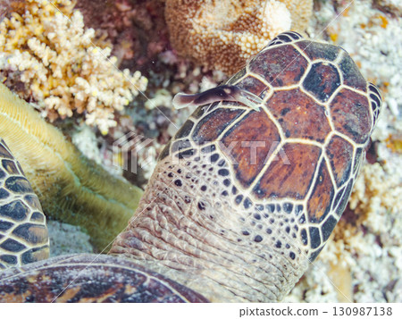 A green sea turtle with a sea slug on its head. There are also divers. Beautiful coral reefs and schools of tropical fish. Shimajiri District, Okinawa Prefecture 130987138