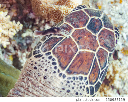 A green sea turtle with a sea slug on its head. There are also divers. Beautiful coral reefs and schools of tropical fish. Shimajiri District, Okinawa Prefecture 130987139