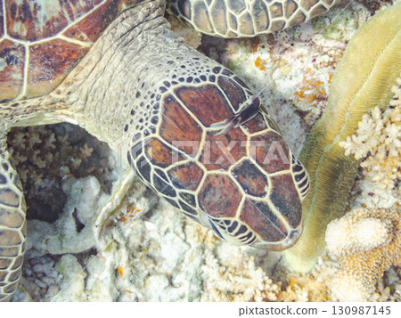 一隻綠海龜頭上長著一隻海蛞蝓。還有潛水員。美麗的珊瑚礁和成群的熱帶魚。沖繩縣島尻郡 130987145