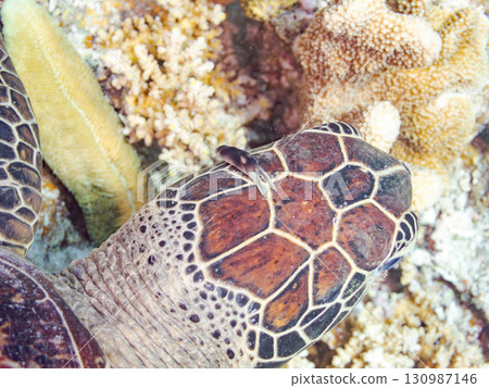 一隻綠海龜頭上長著一隻海蛞蝓。還有潛水員。美麗的珊瑚礁和成群的熱帶魚。沖繩縣島尻郡 130987146