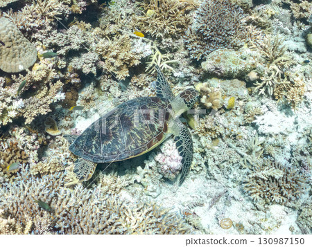 一隻綠海龜頭上長著一隻海蛞蝓。還有潛水員。美麗的珊瑚礁和成群的熱帶魚。沖繩縣島尻郡 130987150