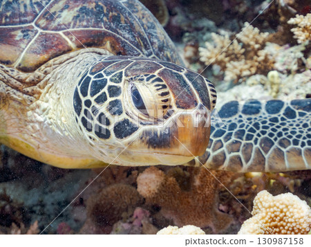一隻綠海龜頭上長著一隻海蛞蝓。還有潛水員。美麗的珊瑚礁和成群的熱帶魚。沖繩縣島尻郡 130987158