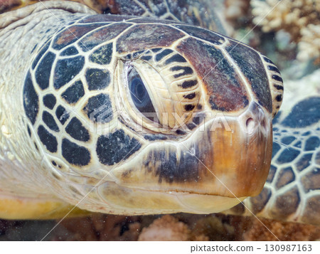 一隻綠海龜頭上長著一隻海蛞蝓。還有潛水員。美麗的珊瑚礁和成群的熱帶魚。沖繩縣島尻郡 一隻綠海龜頭上長著一隻海蛞蝓。還有潛水員。美麗的珊瑚礁和成群的熱帶魚。沖繩縣島尻郡 130987163