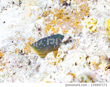 A beautiful blue-spotted damselfish. Beautiful coral reefs and schools of tropical fish. Okinawa Prefecture, Shimajiri District, Kerama Islands, Zamami Island, Kabi Island-20 A beautiful blue-spotted damselfish. Beautiful coral reefs and schools of tropical fish. Okinawa Prefecture, Shimajiri District, Kerama Islands, Zamami Island, Kabi Island-20 130987171