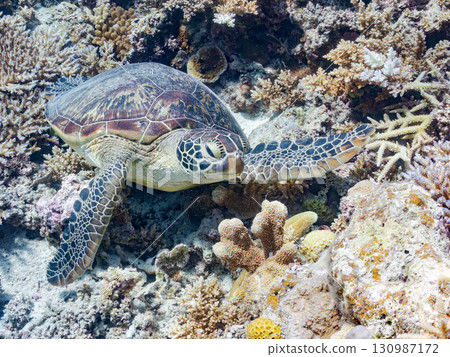 A green sea turtle with a sea slug on its head. There are also divers. Beautiful coral reefs and schools of tropical fish. Shimajiri District, Okinawa Prefecture A green sea turtle with a sea slug on its head. There are also divers. Beautiful coral reefs and schools of tropical fish. Shimajiri District, Okinawa Prefecture 130987172