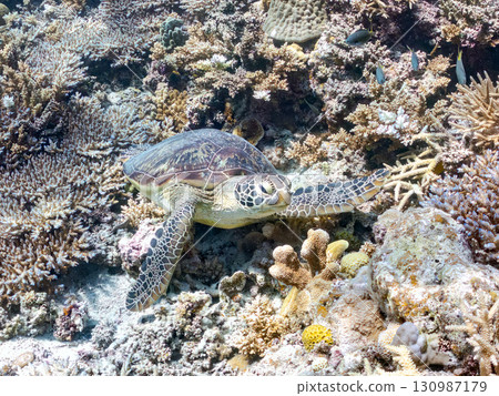 一隻綠海龜頭上長著一隻海蛞蝓。還有潛水員。美麗的珊瑚礁和成群的熱帶魚。沖繩縣島尻郡 130987179
